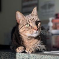 Abbott Animal Wellness Center ico