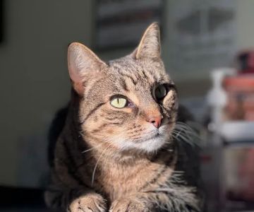 Abbott Animal Wellness Center