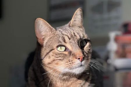 Abbott Animal Wellness Center