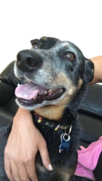 Abbott Animal Wellness Center 12