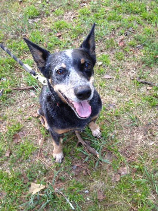 Abbott Animal Wellness Center 12