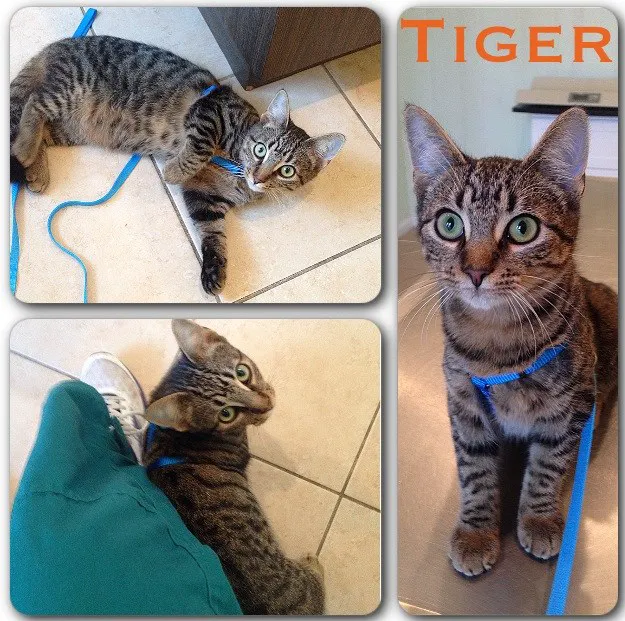 Abbott Animal Wellness Center 12