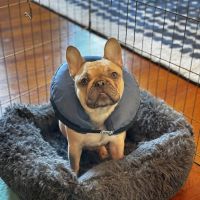 Whole Pet Veterinary Hospital - Davidson ico