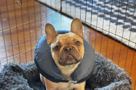 Whole Pet Veterinary Hospital - Davidson