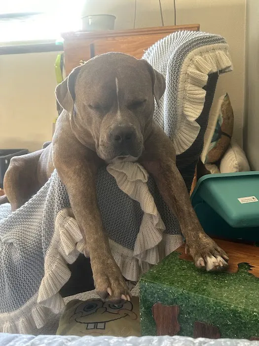 Vancouver Veterinary Hospital 1