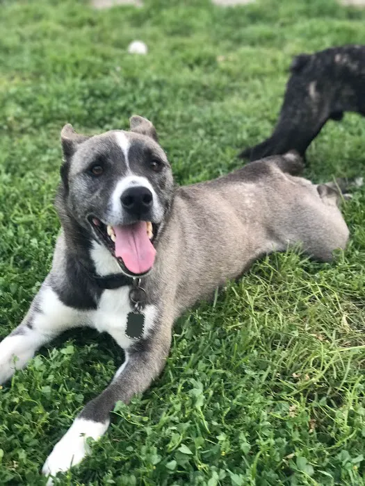 Vet Care Pet Clinic 12