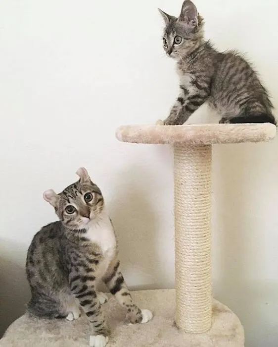 Vet Care Pet Clinic 12