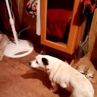 Thomaston Animal Hospital ico