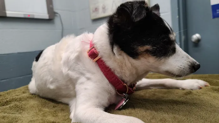 Thomaston Animal Hospital 9