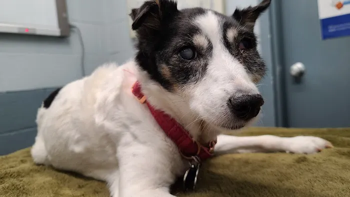 Thomaston Animal Hospital 8