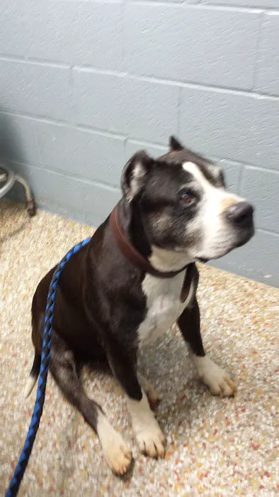 Thomaston Animal Hospital 7