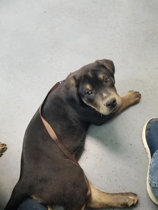 Hannah's Mill Animal Hospital 3