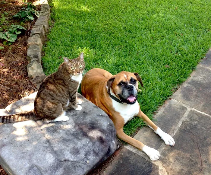 Hannah's Mill Animal Hospital 7
