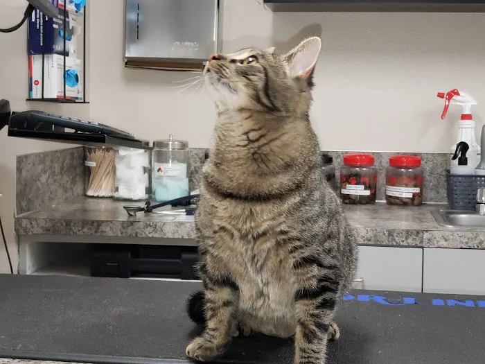 Northgate Veterinary Clinic 12