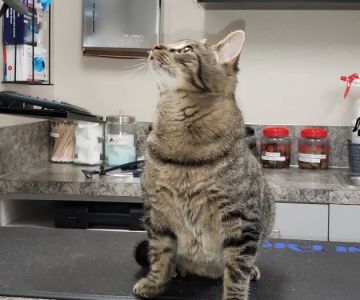 Northgate Veterinary Clinic