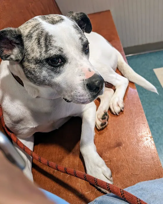 Matthews Animal Clinic 12
