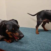 Matthews Animal Clinic ico