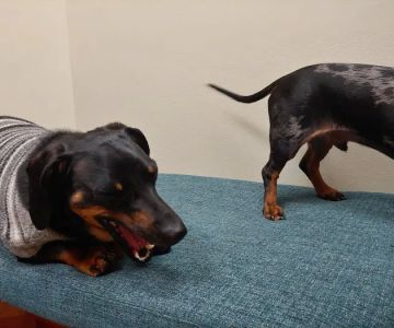 Matthews Animal Clinic