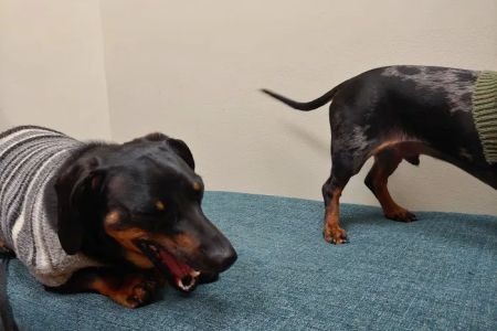 Matthews Animal Clinic
