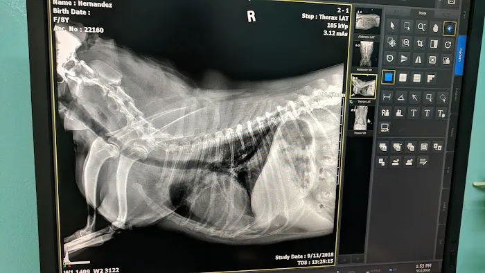 Affordable Pet Clinic 12