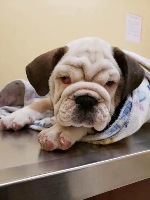 Affordable Pet Clinic 12