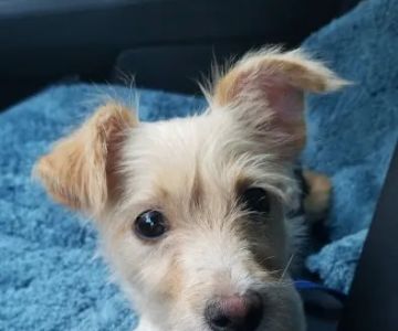 Affordable Pet Clinic