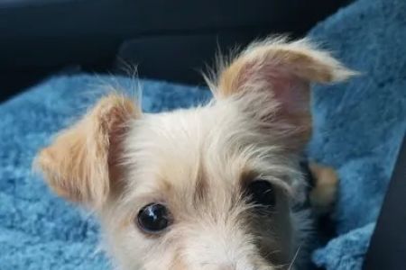 Affordable Pet Clinic