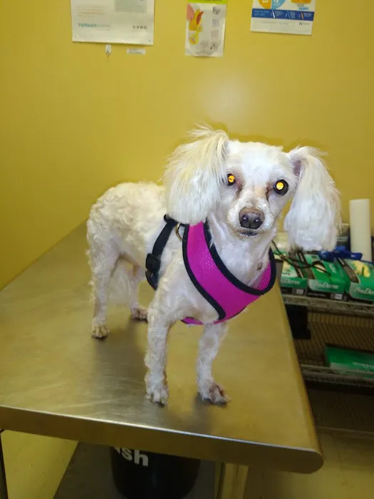 Affordable Pet Clinic 12