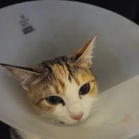 North Line Low Cost - Affordable Pet Clinic Tidwell ico