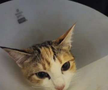 North Line Low Cost - Affordable Pet Clinic Tidwell