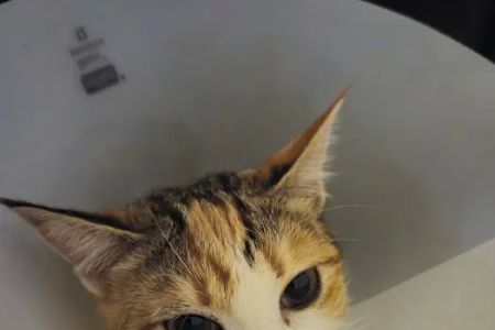 North Line Low Cost - Affordable Pet Clinic Tidwell