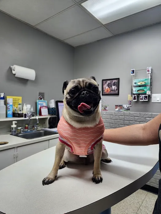 North Line Low Cost - Affordable Pet Clinic Tidwell 12