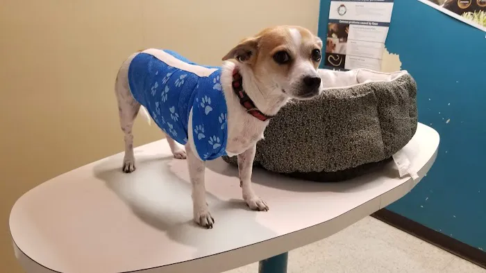 North Line Low Cost - Affordable Pet Clinic Tidwell 12