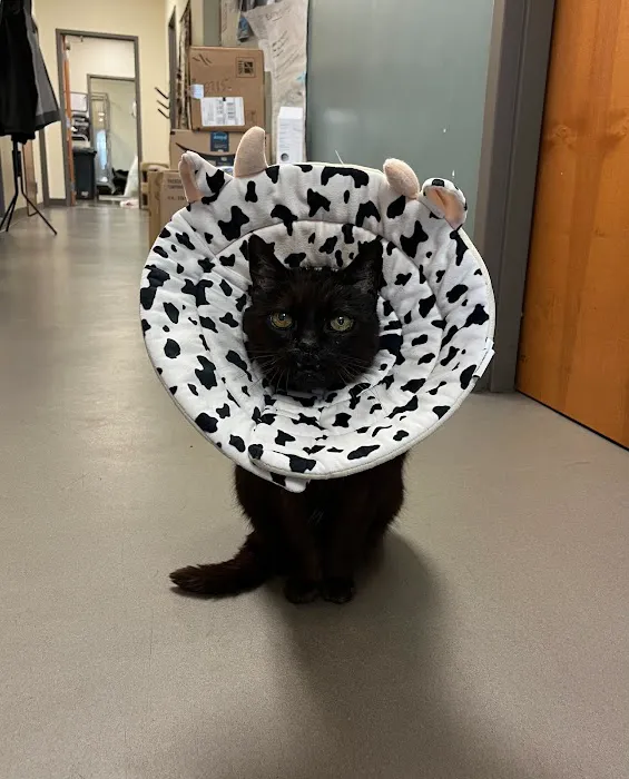 North Seattle Veterinary Clinic 1
