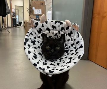 North Seattle Veterinary Clinic