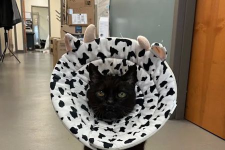 North Seattle Veterinary Clinic