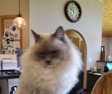 Cat and Cow Veterinary Clinic