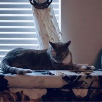 Indian Trail Animal Hospital ico