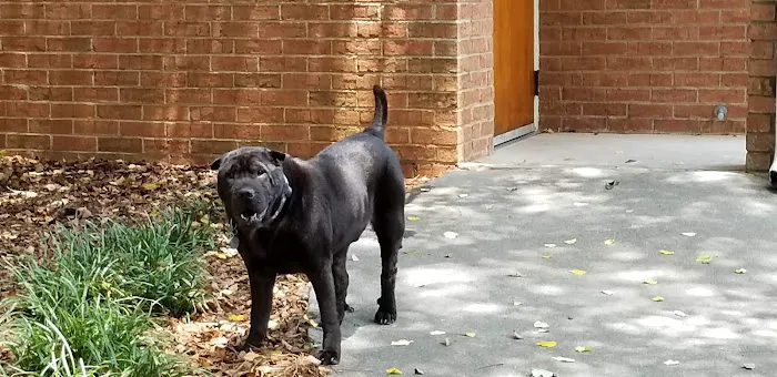 Indian Trail Animal Hospital 12