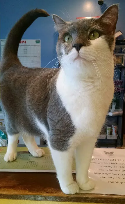 American Heritage Animal Hospital 10