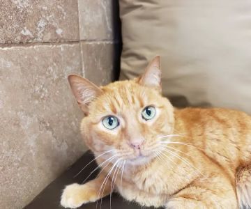 Eastside Animal Medical Center