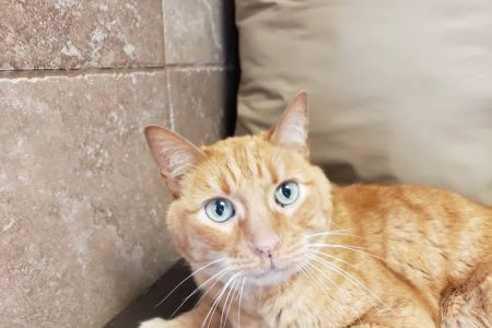 Eastside Animal Medical Center