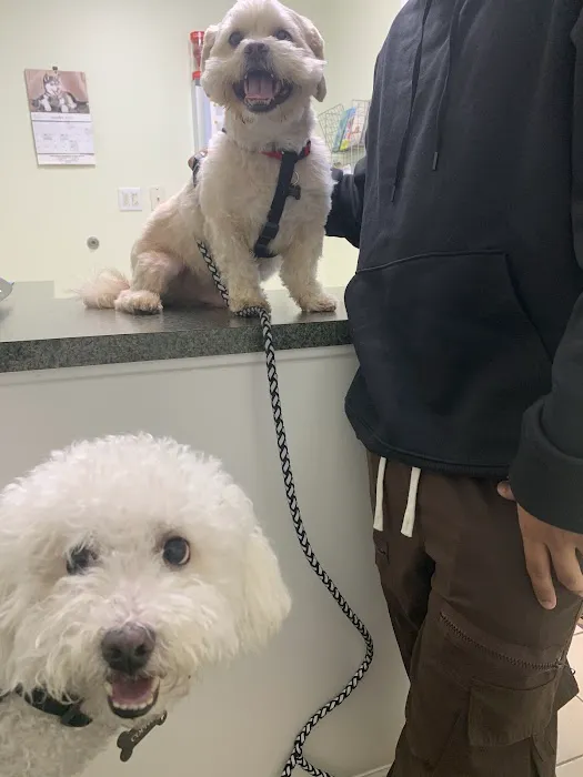 Abbott Animal Hospital 6