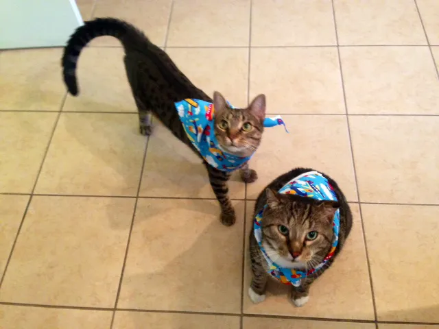 Abbott Animal Hospital 2