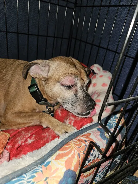 Abbott Animal Hospital 10