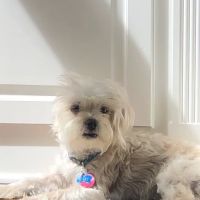 Sugarloaf Animal Hospital ico