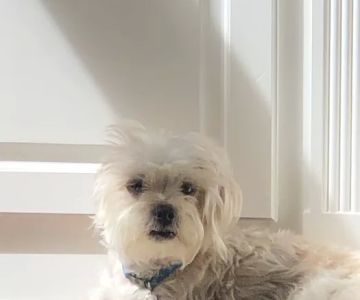 Sugarloaf Animal Hospital
