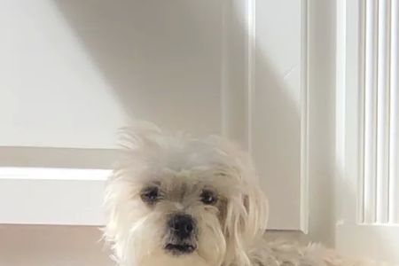 Sugarloaf Animal Hospital