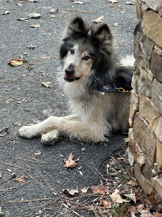 North Georgia Veterinary Specialists 7
