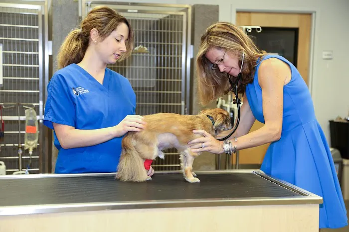 North Georgia Veterinary Specialists 1
